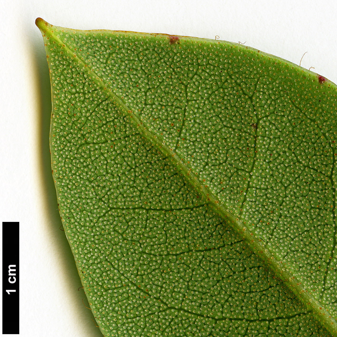 High resolution image: Family: Ericaceae - Genus: Rhododendron - Taxon: chrysodoron